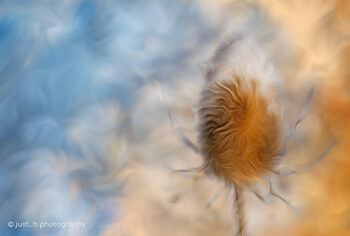 snow covered thistle with abstract background