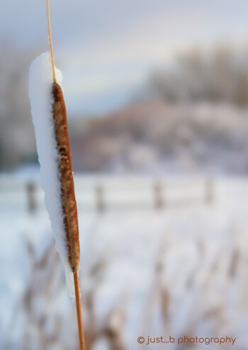 Snow covered solitary cat tail.