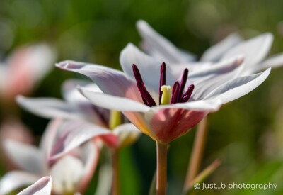 Lady Jane miniature tulips close-up