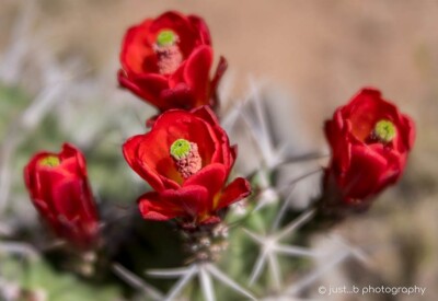 Vibrant red claret cup cactus flowers.