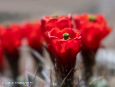 Bright red claret cup cactus flowers photo taken at ground level.