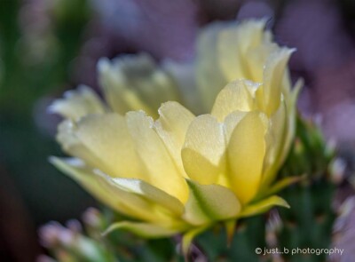 Yellow prickly pear cactus flower in the morning sun.