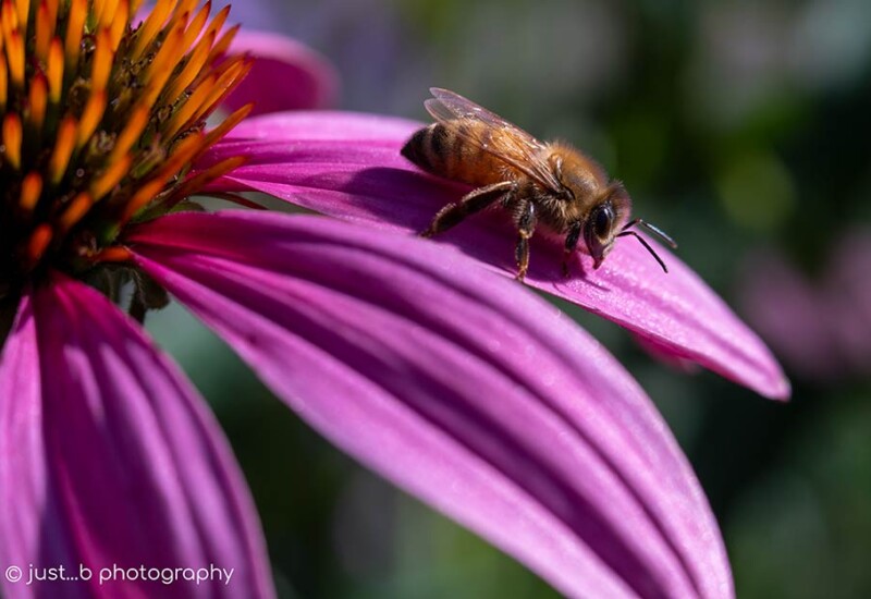 Honey bee on coneflower petal.