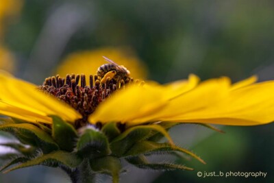 Busy bee covered in pollen on sunflower.