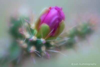 Soft focus photo of cholla cactus flower bud.