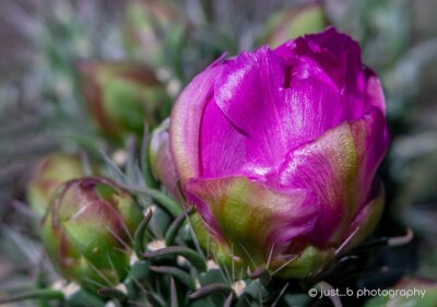 Close-up of magenta pink cholla cactus flower bud.