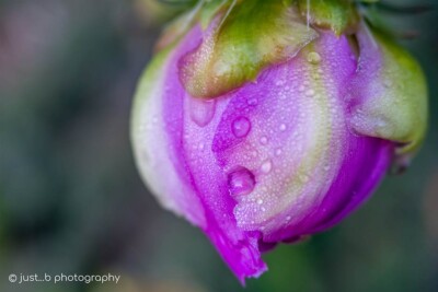 Cholla cactus flower bud with water droplets.