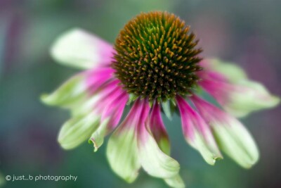 Green Twister coneflower.
