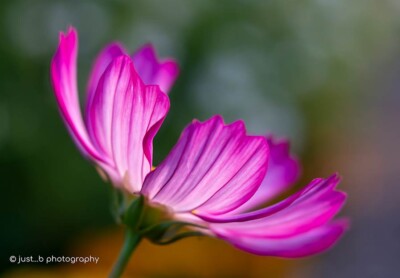 Sideview of pink and white cosmos flower with translucent petals.