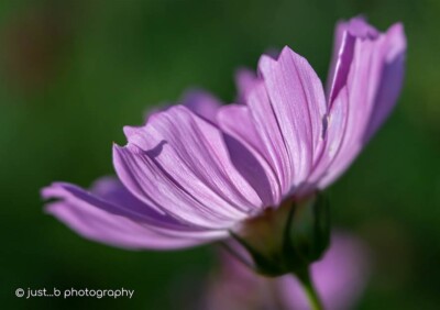 Pale pink cosmo flower with translucent petals in the morning sun.