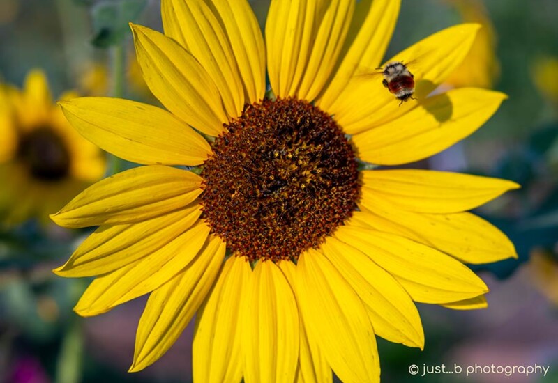 Orange belted bumble bee with shadow reflection on sunflower. petals.