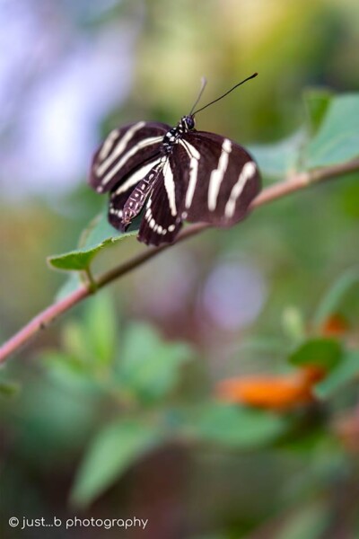 Zebra long-winged butterfly on foliage.