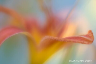Abstracted soft focus yellow and orange lily flower.