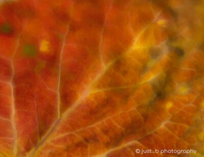Close-up photo of colorful fall aspen leaf.