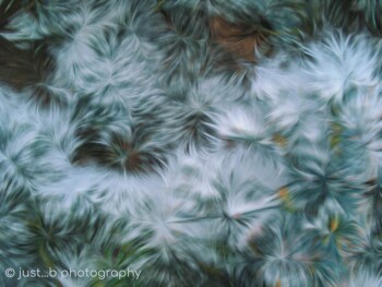 Abstract nature imagery of ice crystals on pine tree.