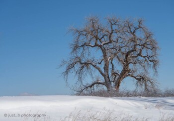 Big leafless cottonwood tree after snowfall against a clear blue sky.