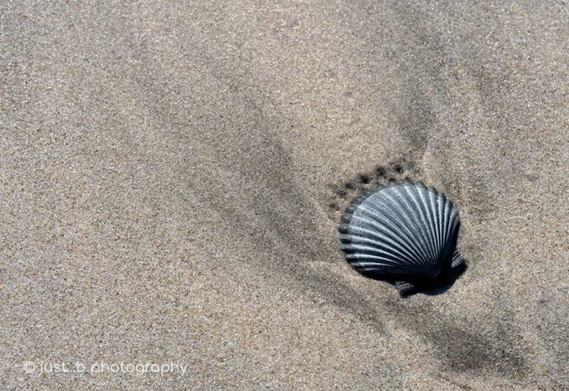 Solitary grey scallop shell embedded in the sand at low tide.