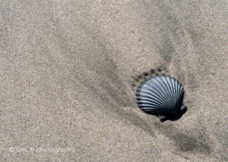 Solitary grey scallop shell embedded in the sand at low tide.