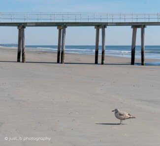 A solitary seagull stands by a local fishing pier at low tide.