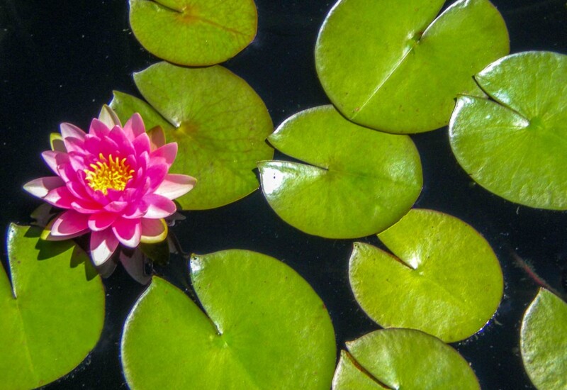 Pink lotus flower (water lily) floating among green lily pads in pond.