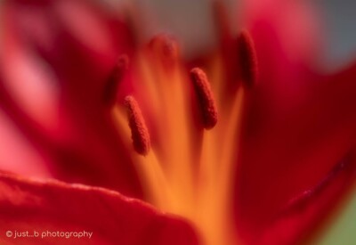 Close-up, soft focus of bright red lily flower bloom.