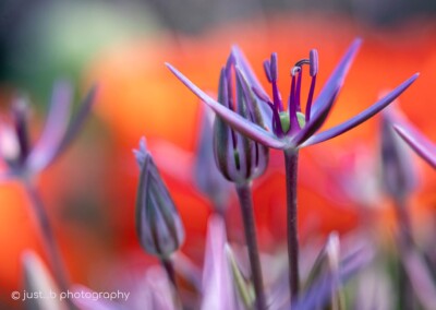 Delicate little purple Allium flowers (ornamental onion) with soft focus poppies in background.