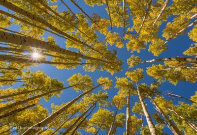 Looking upwards at golden, towering aspens along Aspen Vista Trail, Santa Fe, NM.