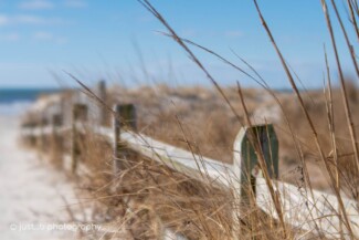Weathered wooden fence on beach lined with dried sea grasses in winter.