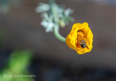 Bee with its butt sticking out of a golden California poppy.