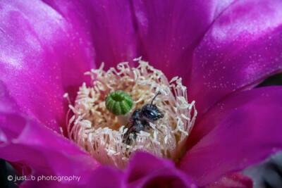 Bee takes a "Spa Day" inside a prickly pear flower.