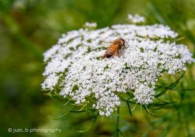 Honey bee on little white Queen Anne's Lace flowers.