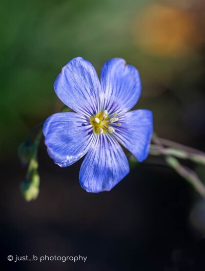 Blue flax wildflower kissed by the morning sun.