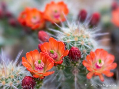 White Sands claret cup cactus flowers.