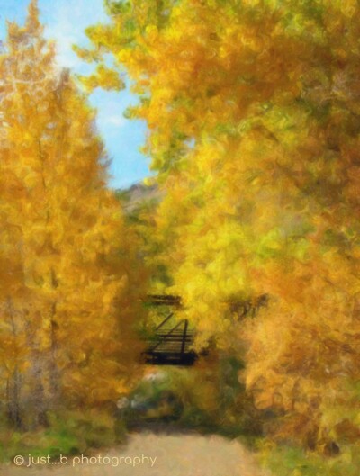 Colorful fall cottonwood trees surrounding footbridge along Clear Creek Golden, CO.