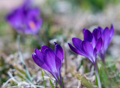 Purple crocus flowers opening to the morning sun.