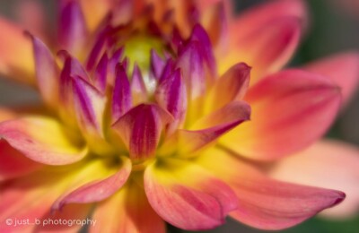 Pink and yellow Dahlia flower bloom close-up.