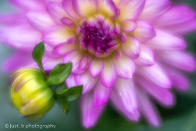 Lavender and white Dahlia flower bloom with little bud.
