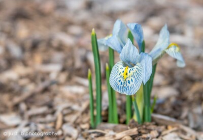 Pale blue and white Katharine Hodgkin dwarf iris flower bloom.