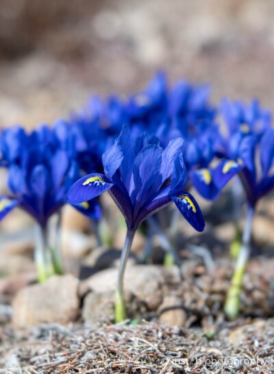 Dwarf iris flowers standing like little soldiers in uniform.