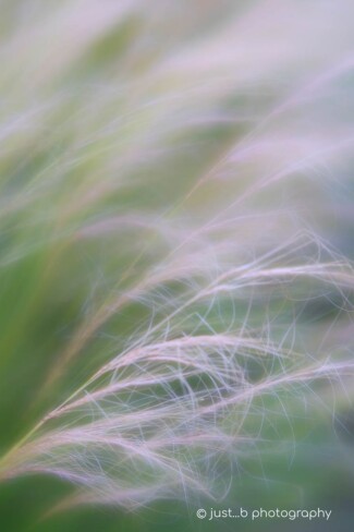 Ornamental garden grasses in a gentle breeze.
