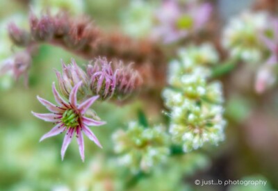 Pink Hens and Chicks succulent flower blooms.