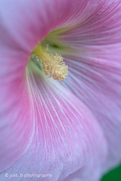 Close-up of pale pink Hollyhock flower bloom.