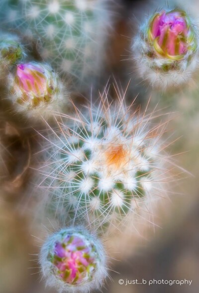 Looking down on to little barrel cactus with pink buds.