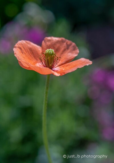 Delicate little peach colored poppy kissed by the morning sun.