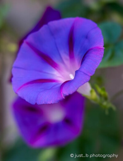 Vibrant purple Morning Glory flower blooms.