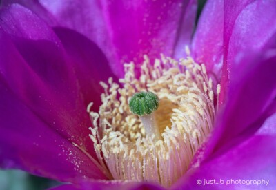 Pink prickly pear cactus flower close-up.
