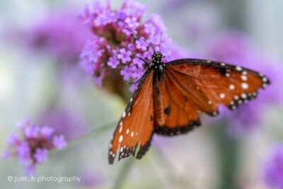 Queen butterfly on little purple flowers.