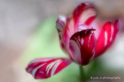 Red and white "broken" tulip close-up soft focus.