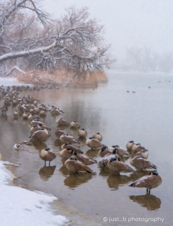 Snow covered Canada geese huddled together along lake's edge during snow storm.