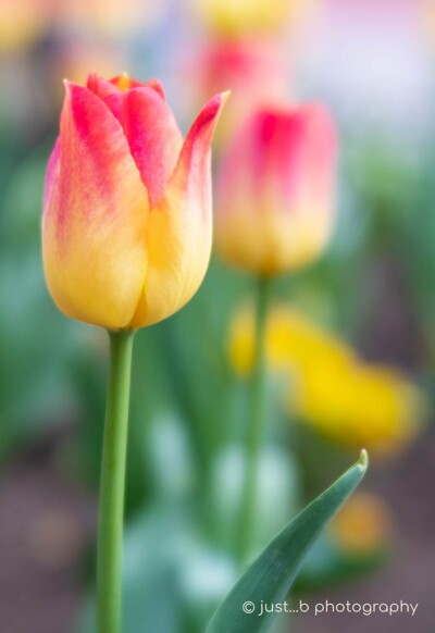 Yellow and pink tulips in spring with soft focus tulips in background.